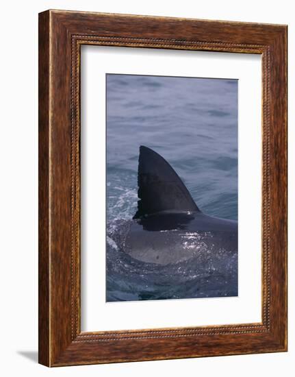 Great White Shark Fin above Water-DLILLC-Framed Photographic Print