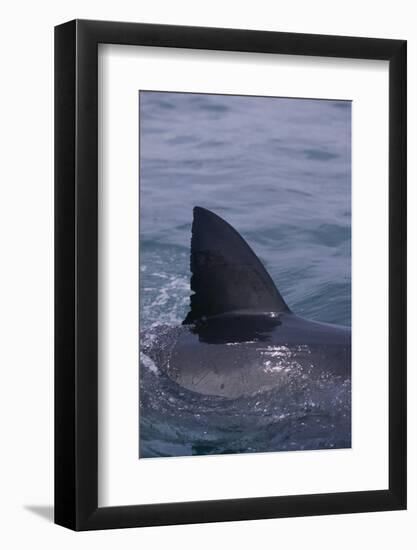 Great White Shark Fin above Water-DLILLC-Framed Photographic Print