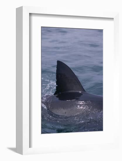 Great White Shark Fin above Water-DLILLC-Framed Photographic Print