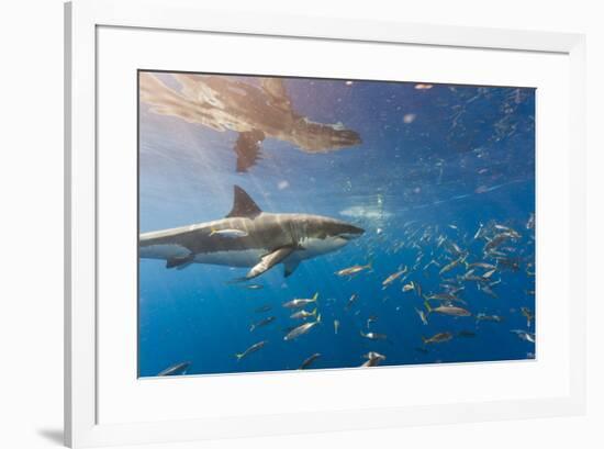 Great White Shark, Large 5 meter female, and schooling Rainbow Runners Guadalupe Island, Marine Bio-Stuart Westmorland-Framed Photographic Print