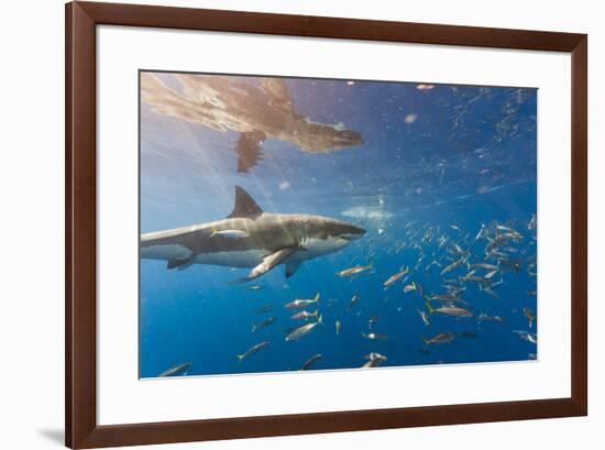 Great White Shark, Large 5 meter female, and schooling Rainbow Runners Guadalupe Island, Marine Bio-Stuart Westmorland-Framed Photographic Print