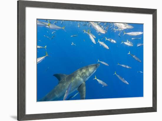 Great White Shark, large 5 meter female and schooling Rainbow Runners Guadalupe Island, Marine Bios-Stuart Westmorland-Framed Photographic Print