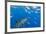 Great White Shark, large 5 meter female and schooling Rainbow Runners Guadalupe Island, Marine Bios-Stuart Westmorland-Framed Photographic Print