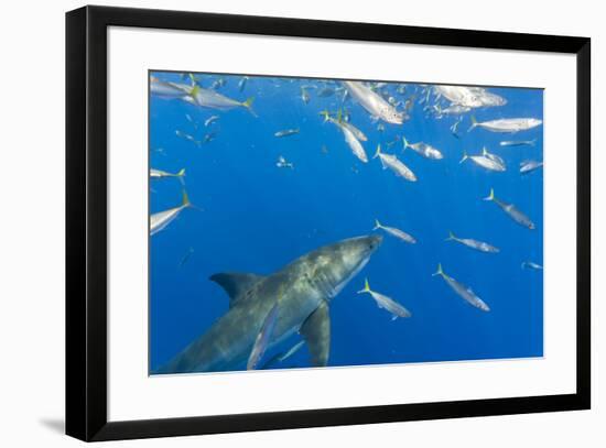 Great White Shark, large 5 meter female and schooling Rainbow Runners Guadalupe Island, Marine Bios-Stuart Westmorland-Framed Photographic Print