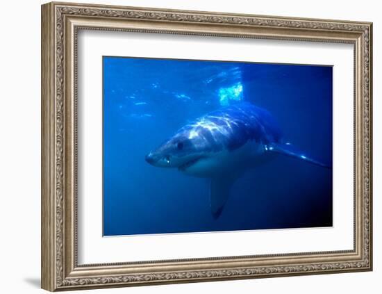 Great White Shark on Ocean Patrol-Charles Glover-Framed Art Print