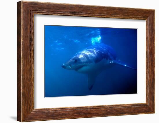 Great White Shark on Ocean Patrol-Charles Glover-Framed Art Print