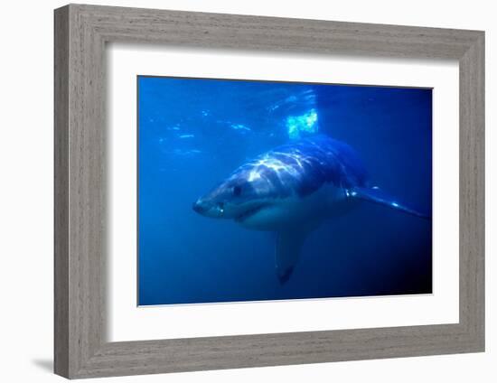 Great White Shark on Ocean Patrol-Charles Glover-Framed Art Print