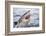 Great white shark, open mouth, Guadalupe Island, Mexico-David Fleetham-Framed Photographic Print