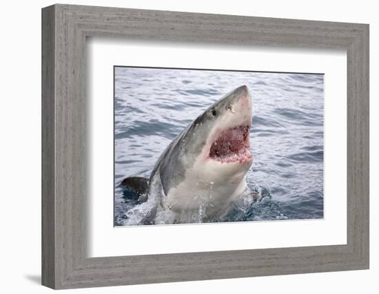 Great white shark, open mouth, Guadalupe Island, Mexico-David Fleetham-Framed Photographic Print