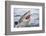 Great white shark, open mouth, Guadalupe Island, Mexico-David Fleetham-Framed Photographic Print