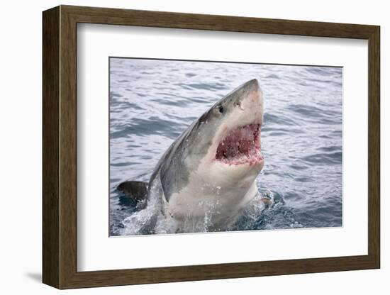 Great white shark, open mouth, Guadalupe Island, Mexico-David Fleetham-Framed Photographic Print