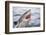 Great white shark, open mouth, Guadalupe Island, Mexico-David Fleetham-Framed Photographic Print