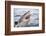 Great white shark, open mouth, Guadalupe Island, Mexico-David Fleetham-Framed Photographic Print