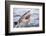 Great white shark, open mouth, Guadalupe Island, Mexico-David Fleetham-Framed Photographic Print