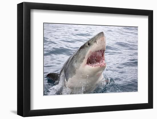 Great white shark, open mouth, Guadalupe Island, Mexico-David Fleetham-Framed Photographic Print