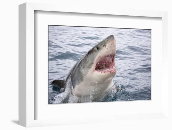 Great white shark, open mouth, Guadalupe Island, Mexico-David Fleetham-Framed Photographic Print