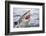 Great white shark, open mouth, Guadalupe Island, Mexico-David Fleetham-Framed Photographic Print