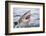 Great white shark, open mouth, Guadalupe Island, Mexico-David Fleetham-Framed Photographic Print