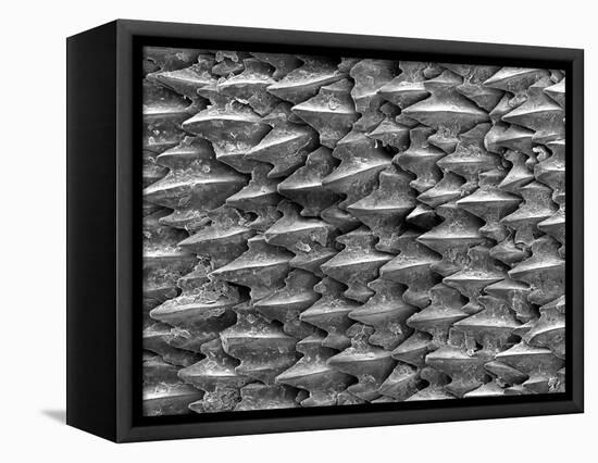 Great White Shark Scales-null-Framed Premier Image Canvas