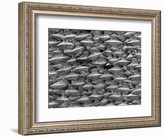 Great White Shark Scales-null-Framed Photographic Print