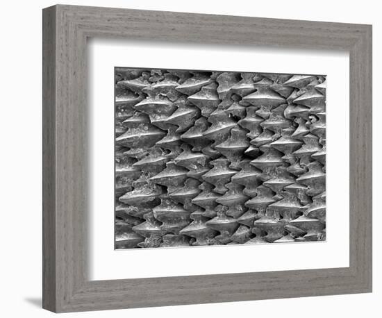 Great White Shark Scales-null-Framed Photographic Print