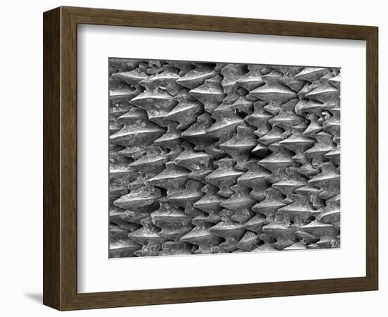 Great White Shark Scales-null-Framed Photographic Print