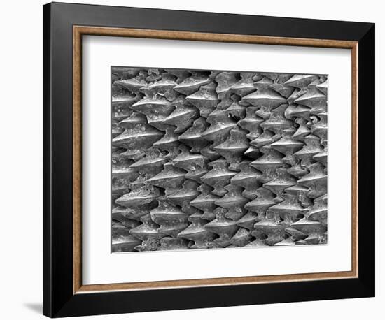 Great White Shark Scales-null-Framed Photographic Print