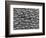 Great White Shark Scales-null-Framed Photographic Print
