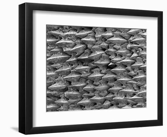 Great White Shark Scales-null-Framed Photographic Print