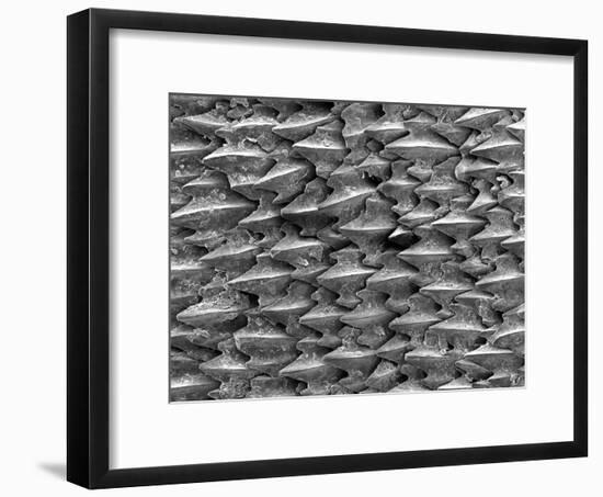 Great White Shark Scales-null-Framed Photographic Print