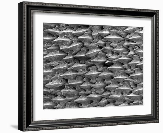 Great White Shark Scales-null-Framed Photographic Print