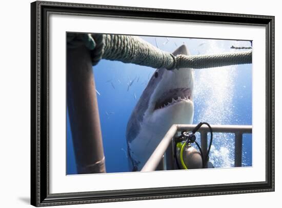 Great White Shark Showing its Teeth in Front of Divers in a Diving Cage.-VisionDive-Framed Photographic Print