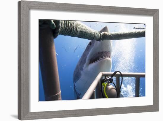 Great White Shark Showing its Teeth in Front of Divers in a Diving Cage.-VisionDive-Framed Photographic Print