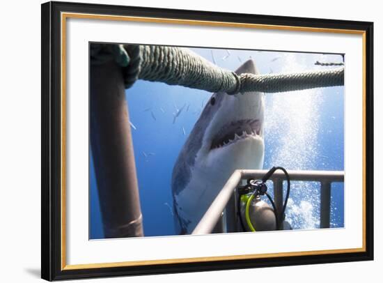 Great White Shark Showing its Teeth in Front of Divers in a Diving Cage.-VisionDive-Framed Photographic Print