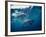 Great White Shark, South Africa-Stuart Westmorland-Framed Photographic Print
