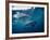 Great White Shark, South Africa-Stuart Westmorland-Framed Photographic Print