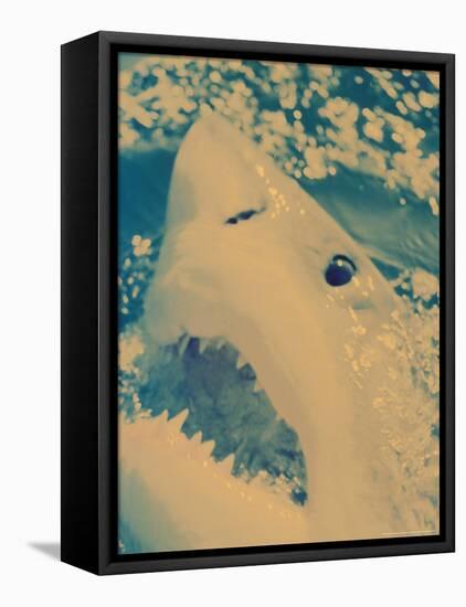 Great White Shark, South Africa-Michele Westmorland-Framed Premier Image Canvas