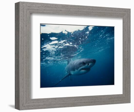 Great White Shark, South Africa-Stuart Westmorland-Framed Photographic Print