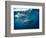 Great White Shark, South Africa-Stuart Westmorland-Framed Photographic Print