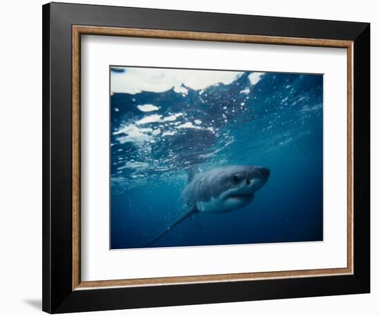 Great White Shark, South Africa-Stuart Westmorland-Framed Photographic Print