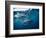 Great White Shark, South Africa-Stuart Westmorland-Framed Photographic Print