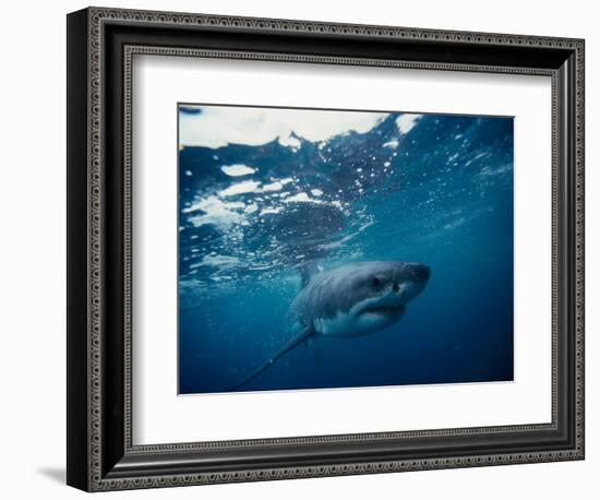 Great White Shark, South Africa-Stuart Westmorland-Framed Photographic Print