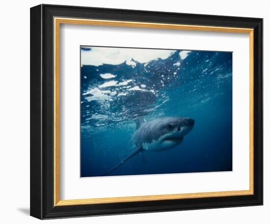 Great White Shark, South Africa-Stuart Westmorland-Framed Photographic Print