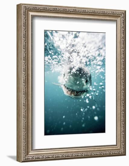 Great White Shark, South Africa-Stuart Westmorland-Framed Photographic Print