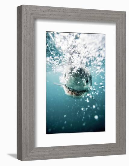 Great White Shark, South Africa-Stuart Westmorland-Framed Photographic Print