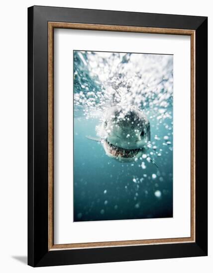 Great White Shark, South Africa-Stuart Westmorland-Framed Photographic Print