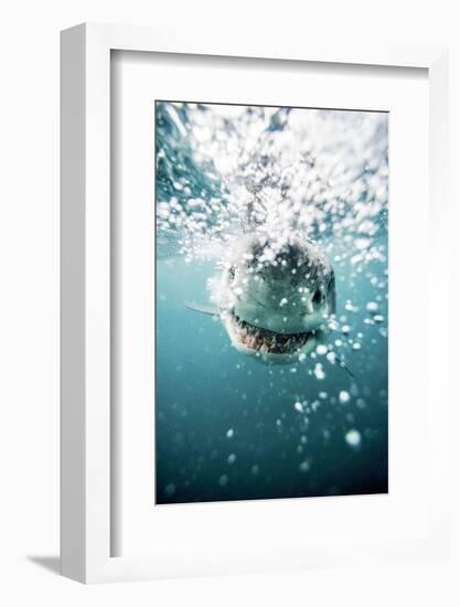 Great White Shark, South Africa-Stuart Westmorland-Framed Photographic Print