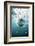 Great White Shark, South Africa-Stuart Westmorland-Framed Photographic Print