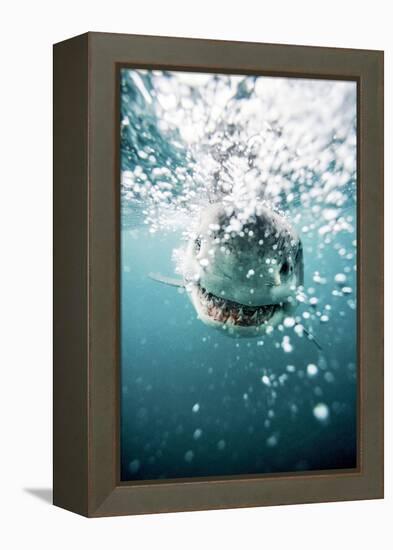 Great White Shark, South Africa-Stuart Westmorland-Framed Premier Image Canvas