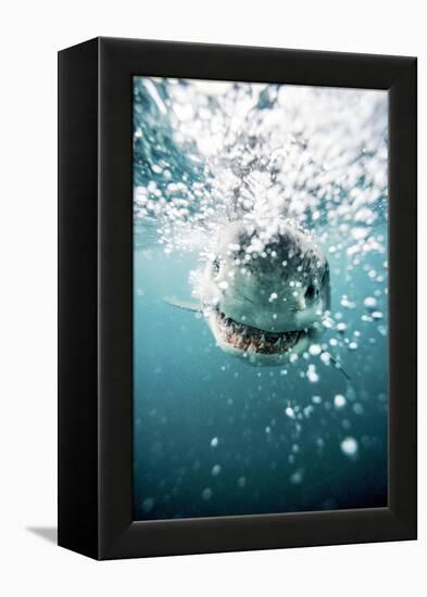 Great White Shark, South Africa-Stuart Westmorland-Framed Premier Image Canvas